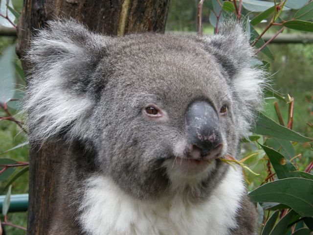 Koala2