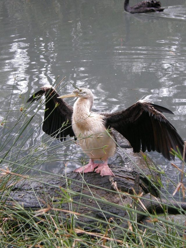 P7080235male