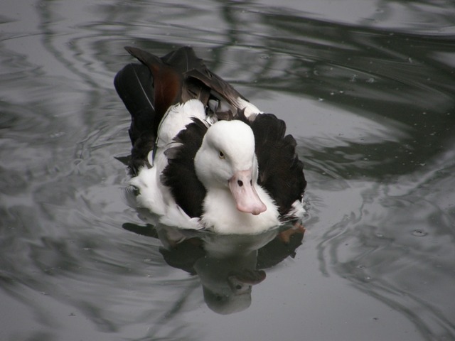 P7080286male