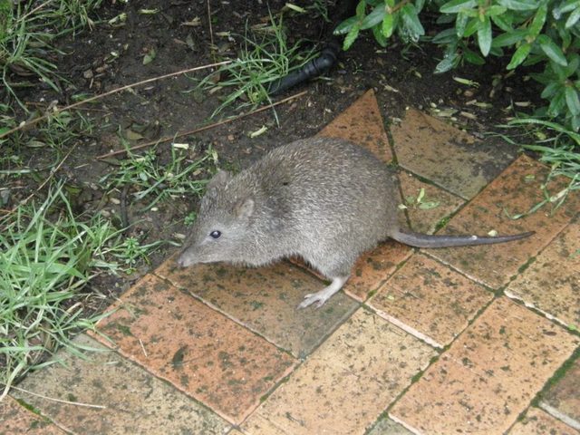 Bandicot
