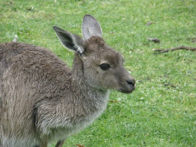 Kangury01
