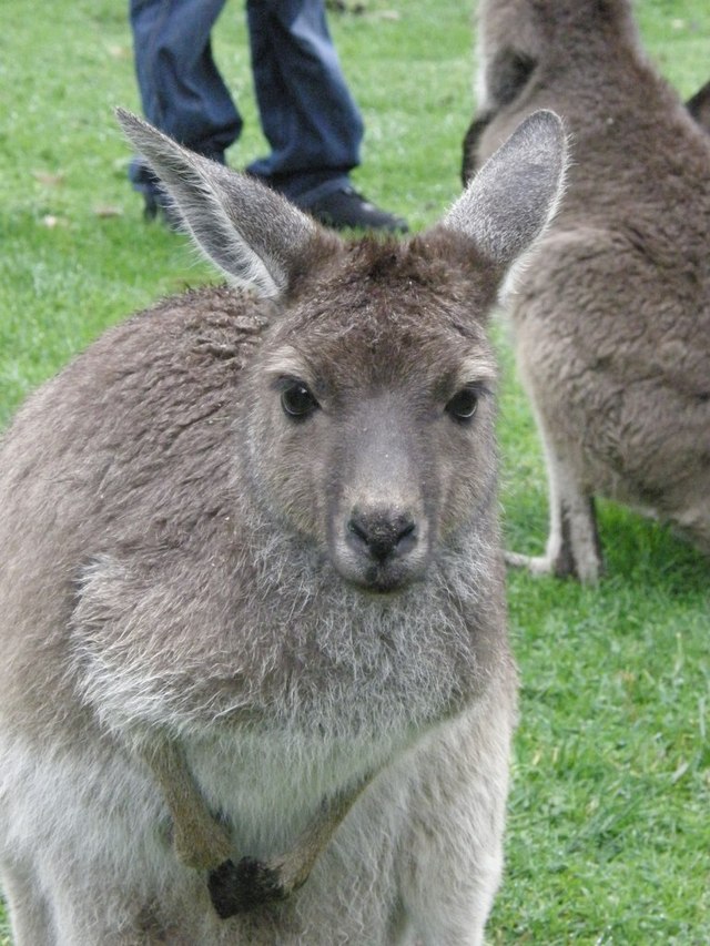 Kangury05
