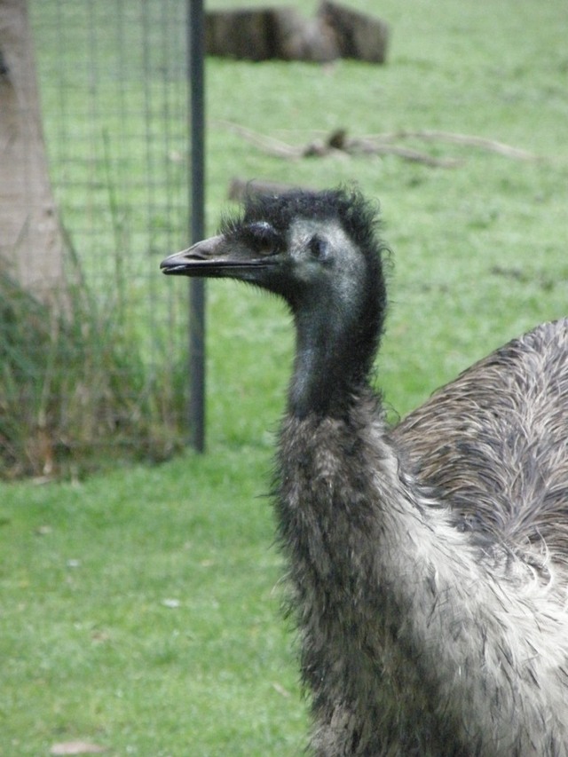 Emu