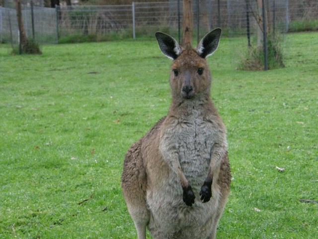 Kangury07