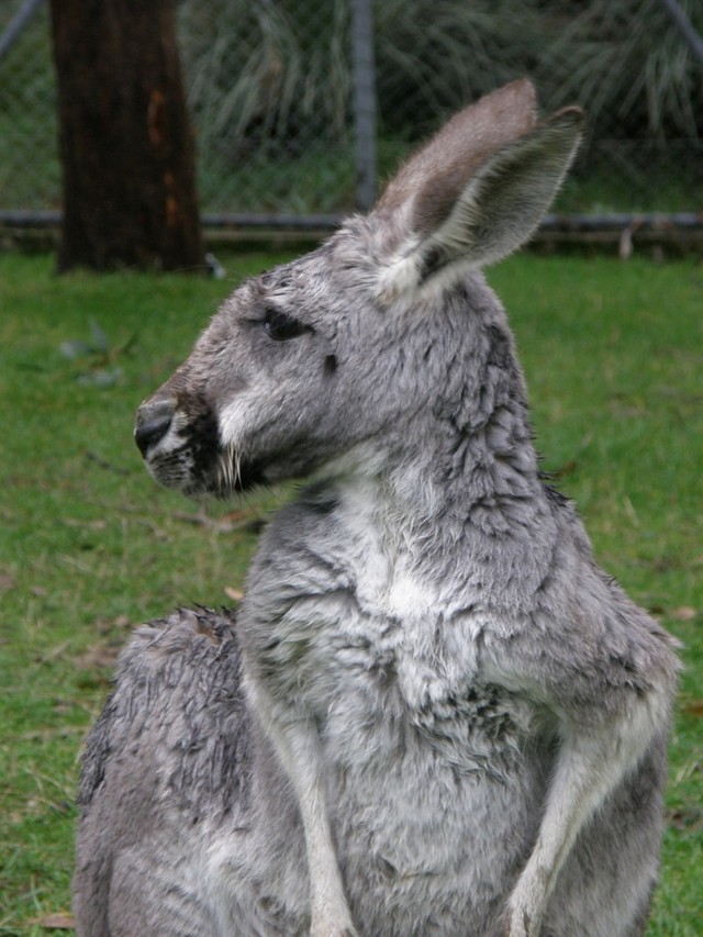 Kangury09