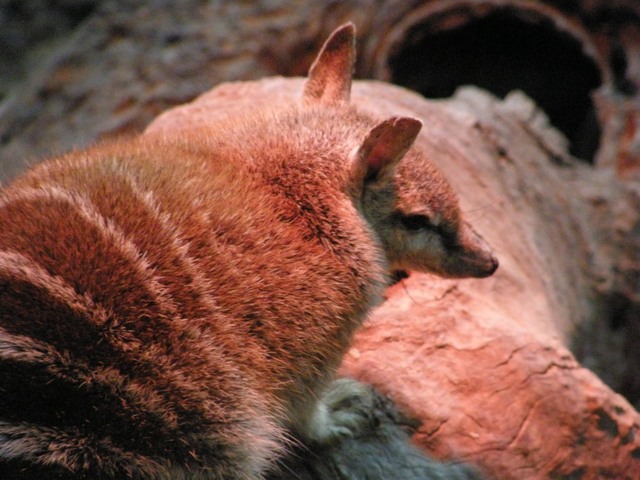 P7080419male