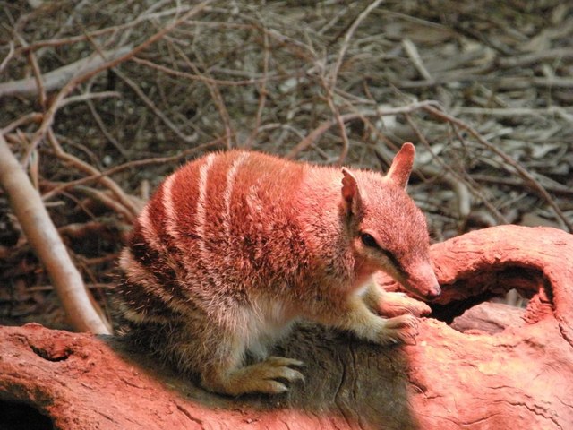 P7080421male