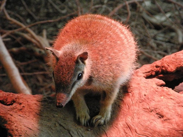P7080424male