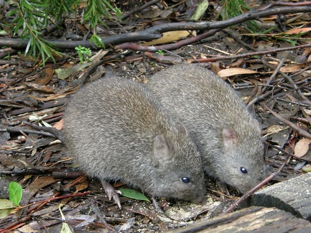 P7080453male