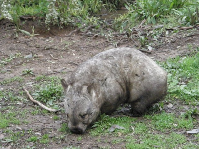 Wombat1
