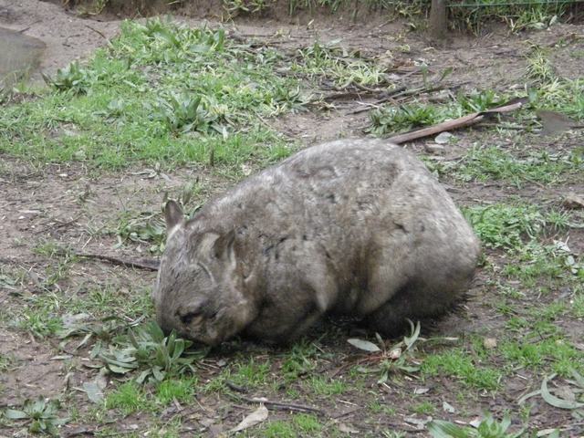 Wombat2
