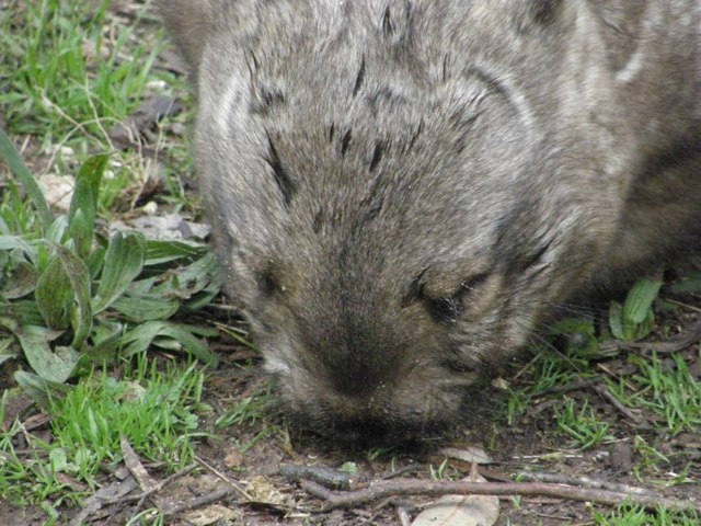 Wombat3