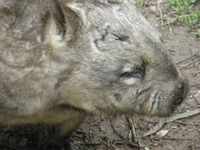 Waombat3