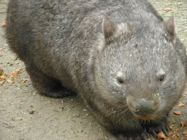 Wombat4