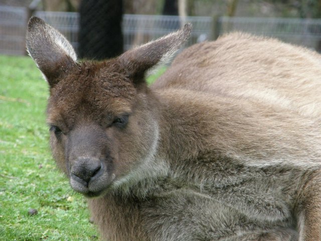 Kangury28