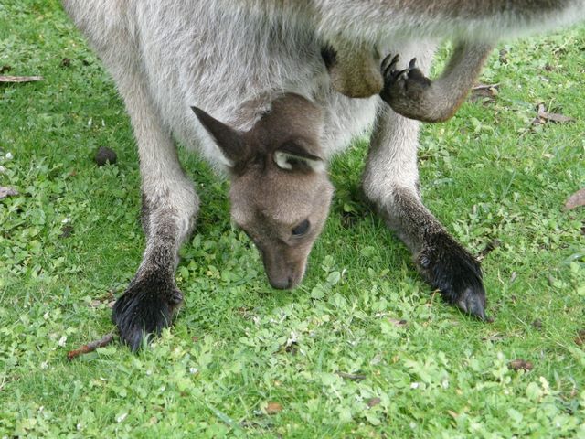 Kangury34