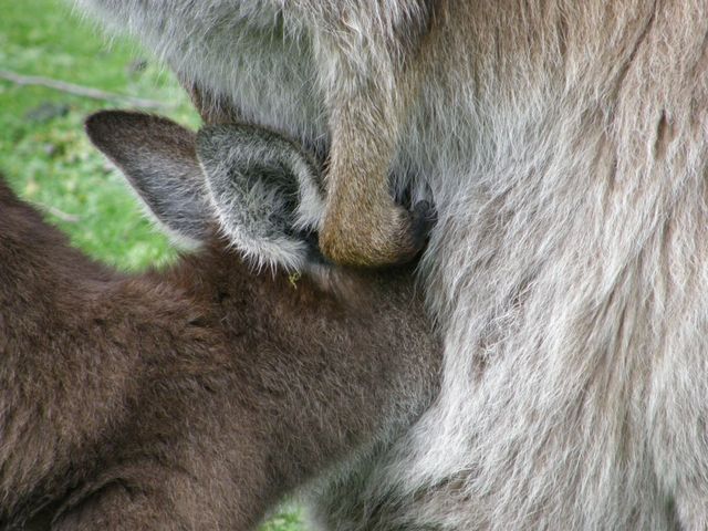 Kangury24