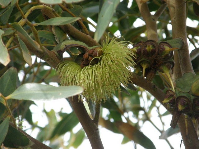 P7100065male