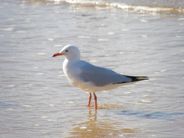 P7200829male