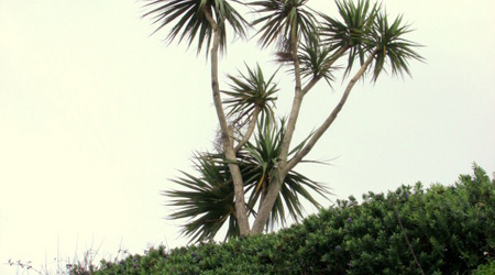 te palmy;)))) – Dublin, Irlandia