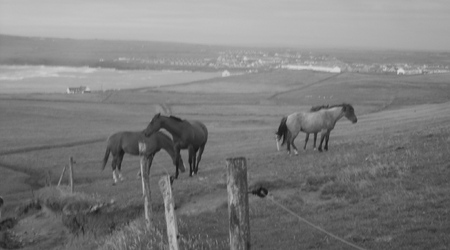 Konie w Kilkee – Irlandia