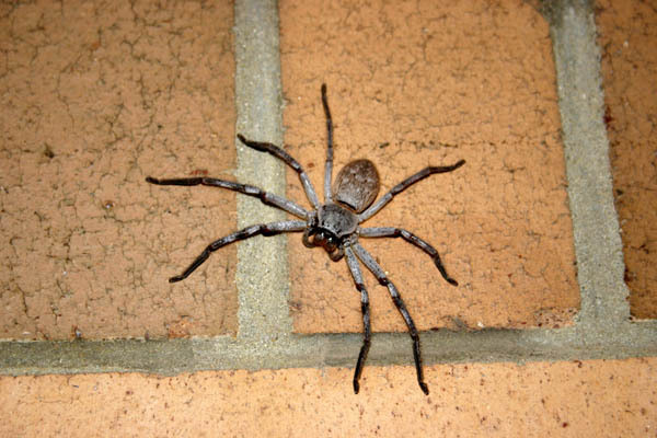 Australia - Outback