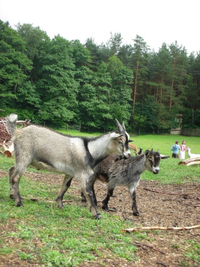 Zwierzęta w parku
