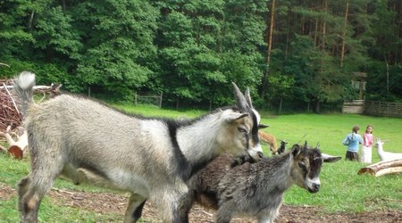 Zwierzęta w parku – Park Dzikich Zwierząt w Kadzidłowie, Polska
