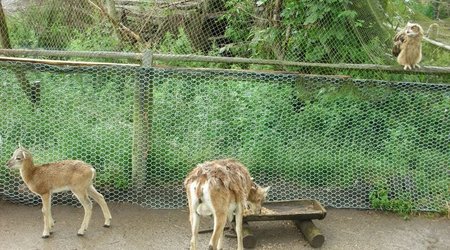 Zwierzęta w parku – Park Dzikich Zwierząt w Kadzidłowie, Polska