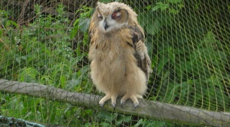 Zwierzęta w parku – Park Dzikich Zwierząt w Kadzidłowie, Polska