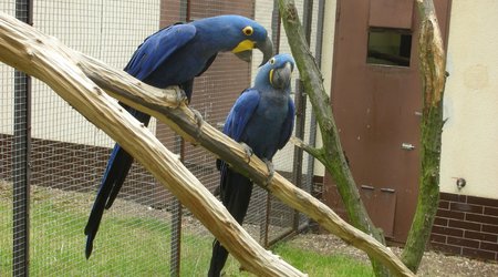 Zwierzęta w Safari Zoo – Republika Czeska