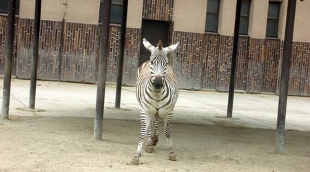 Zwierzęta w Safari Zoo – Republika Czeska