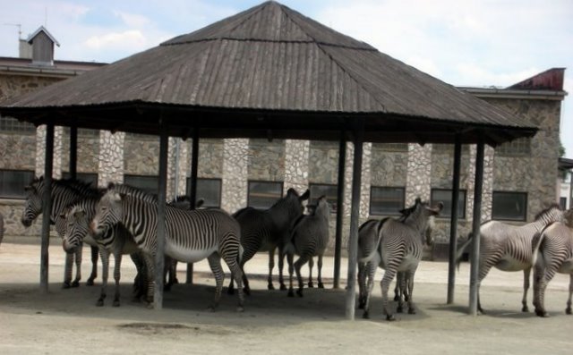 Zwierzęta w Safari Zoo
