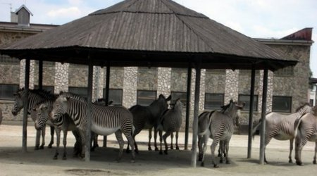 Zwierzęta w Safari Zoo – Republika Czeska