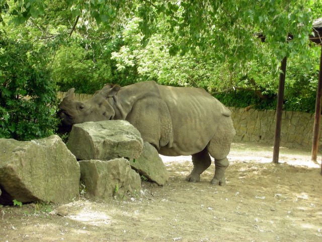 Zwierzęta w Safari Zoo