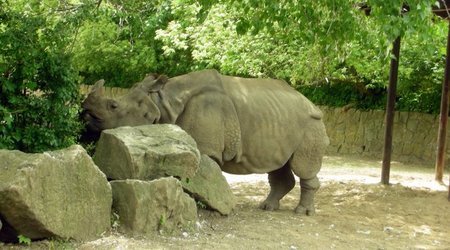 Zwierzęta w Safari Zoo – Republika Czeska