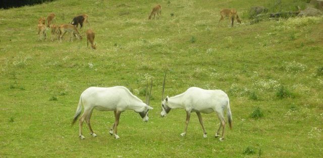 Zwierzęta w Safari Zoo