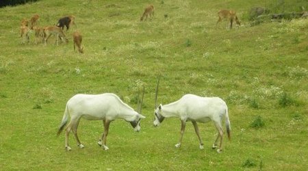 Zwierzęta w Safari Zoo – Republika Czeska