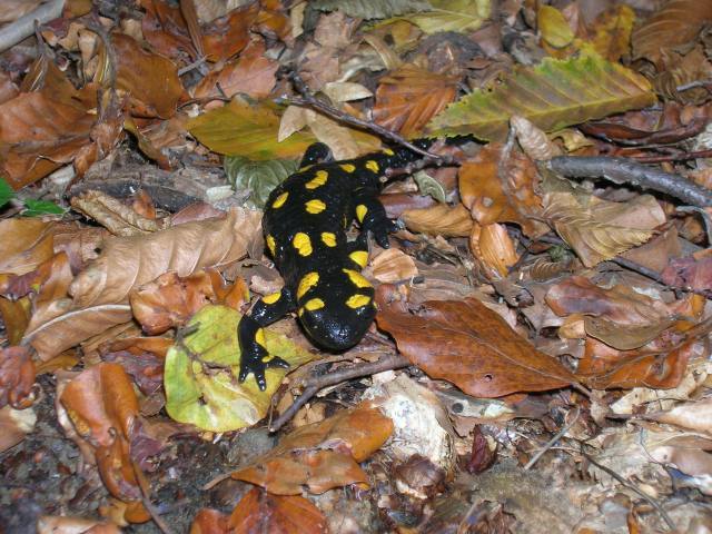 salamandra
