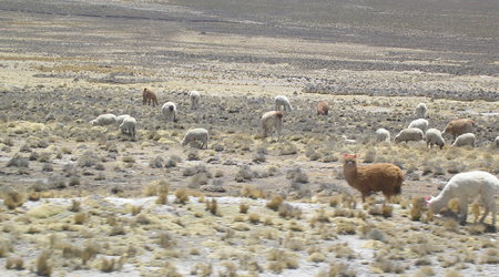 Peru 165 – Arequipa