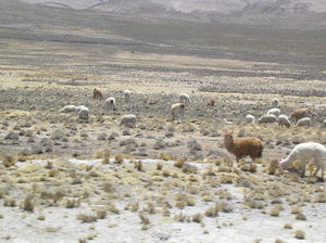 Peru 165