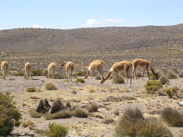 Peru 138