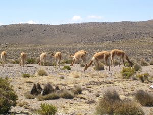 Peru 138