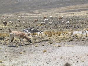 Peru 164
