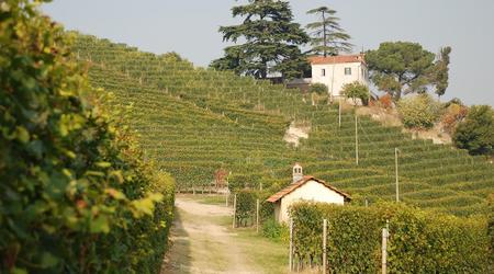 winnice w okolicach Alby – Piemont, Włochy