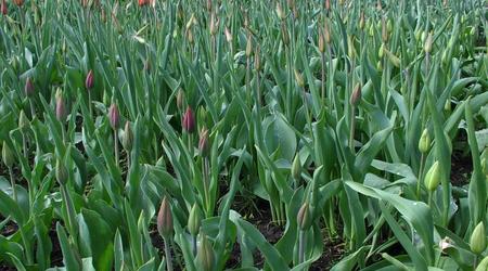 zielone – Ryga, Łotwa
