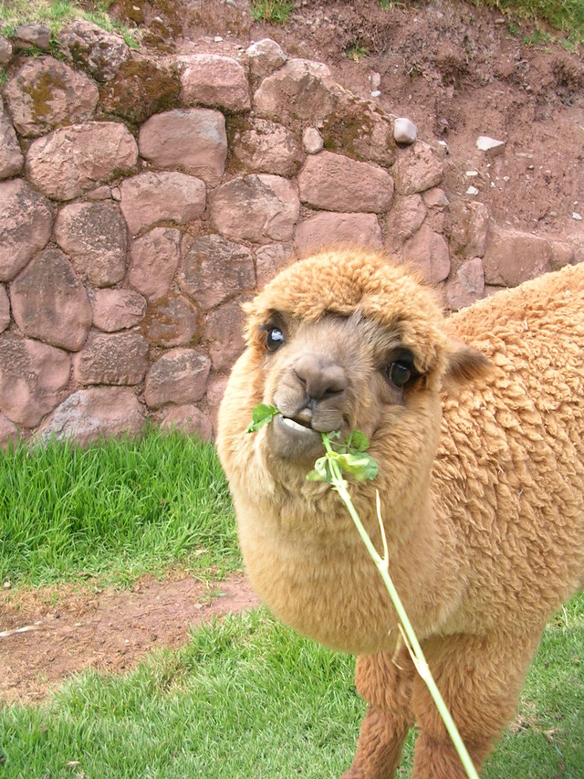 Peru 633