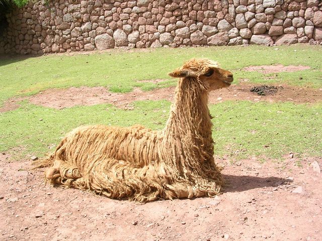 Peru 621