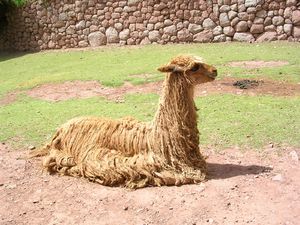 Peru 621