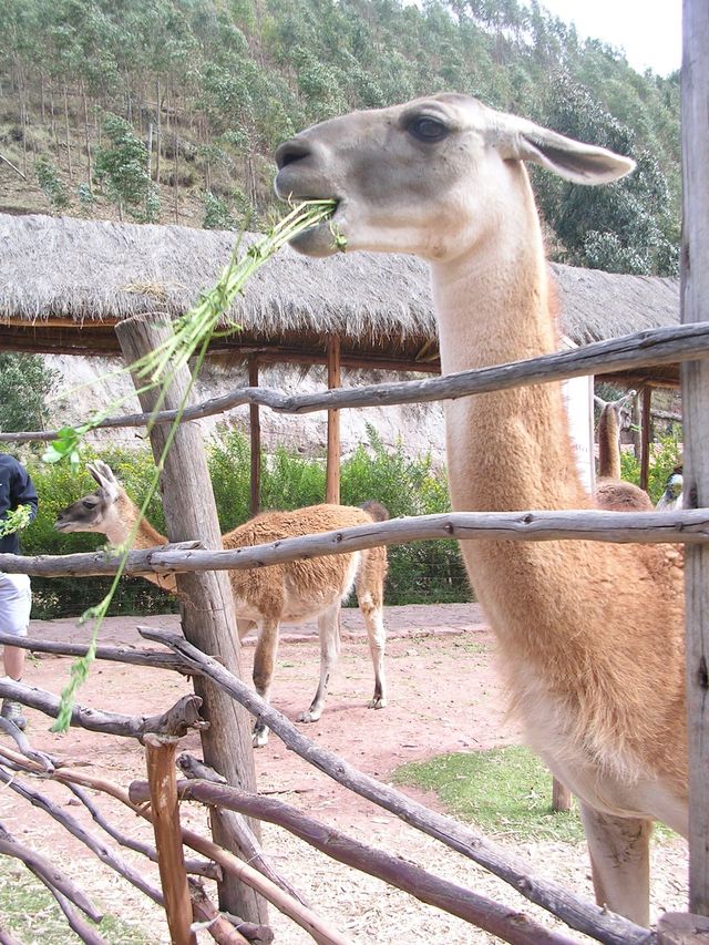 Peru 626